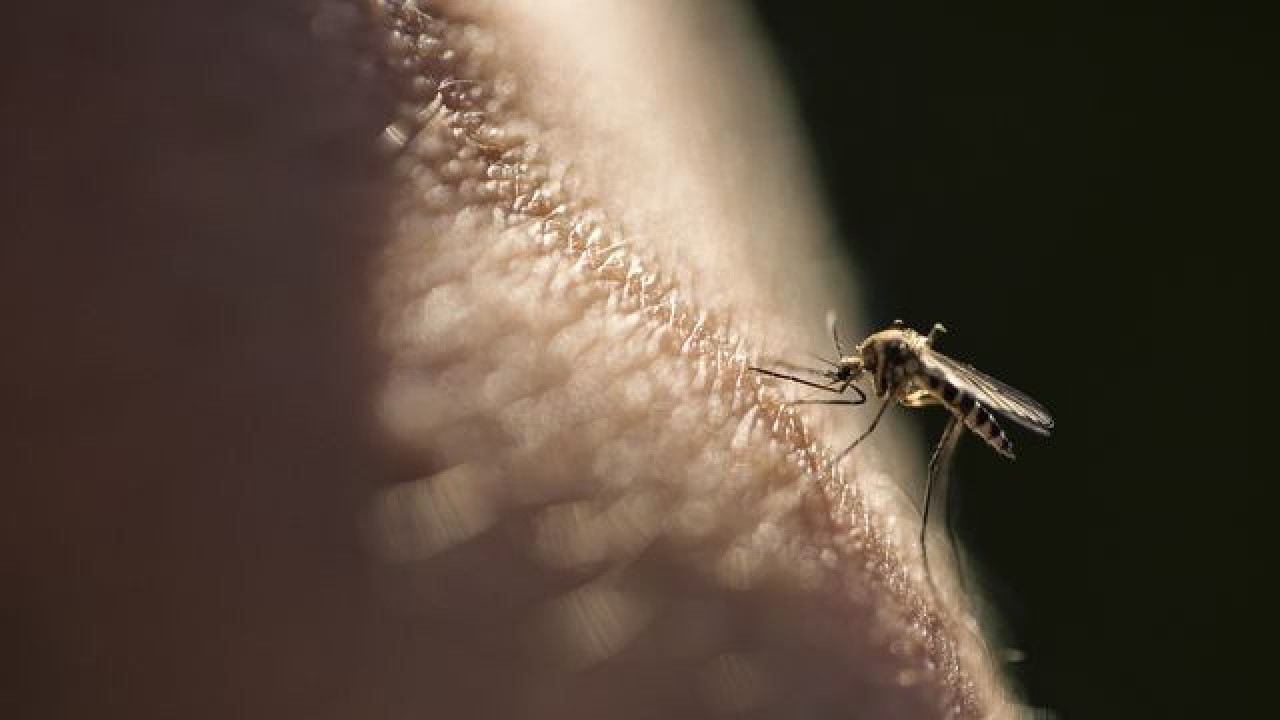 Sivrisineklerin ilgisini çeken bir diğer şey: Vücut kokusu.